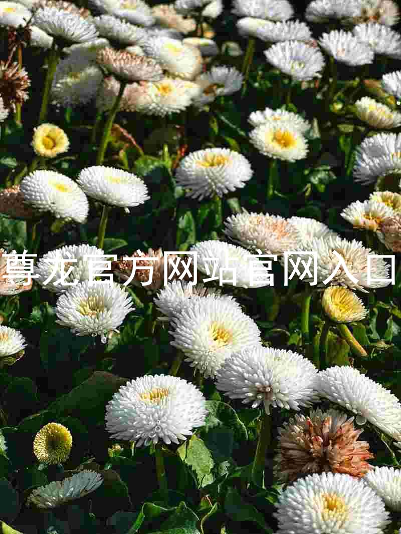 尊龙官方网站官网入口